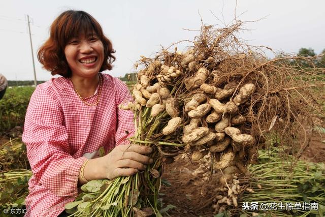 河南花生米最新價格動態(tài)分析